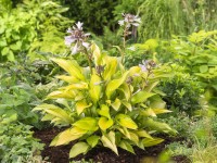OBI Funkia žltá/pestrá priemer kvetináča cca 13 cm Hosta