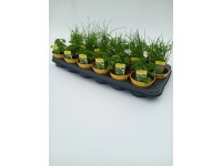 SK-Flora Zmes byliniek semenáča rôzne druhy pr. cca 9 cm