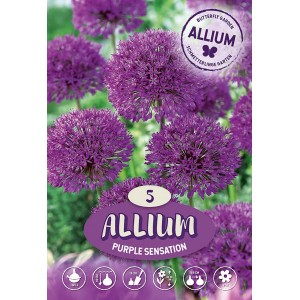 Balenie okrasného cesnaku 'Purple Sensation', fialový kvet, cibuľky kvetín do záhrady.