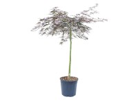 GROW by OBI Javor dlanitolistý (Acer palmatum) 