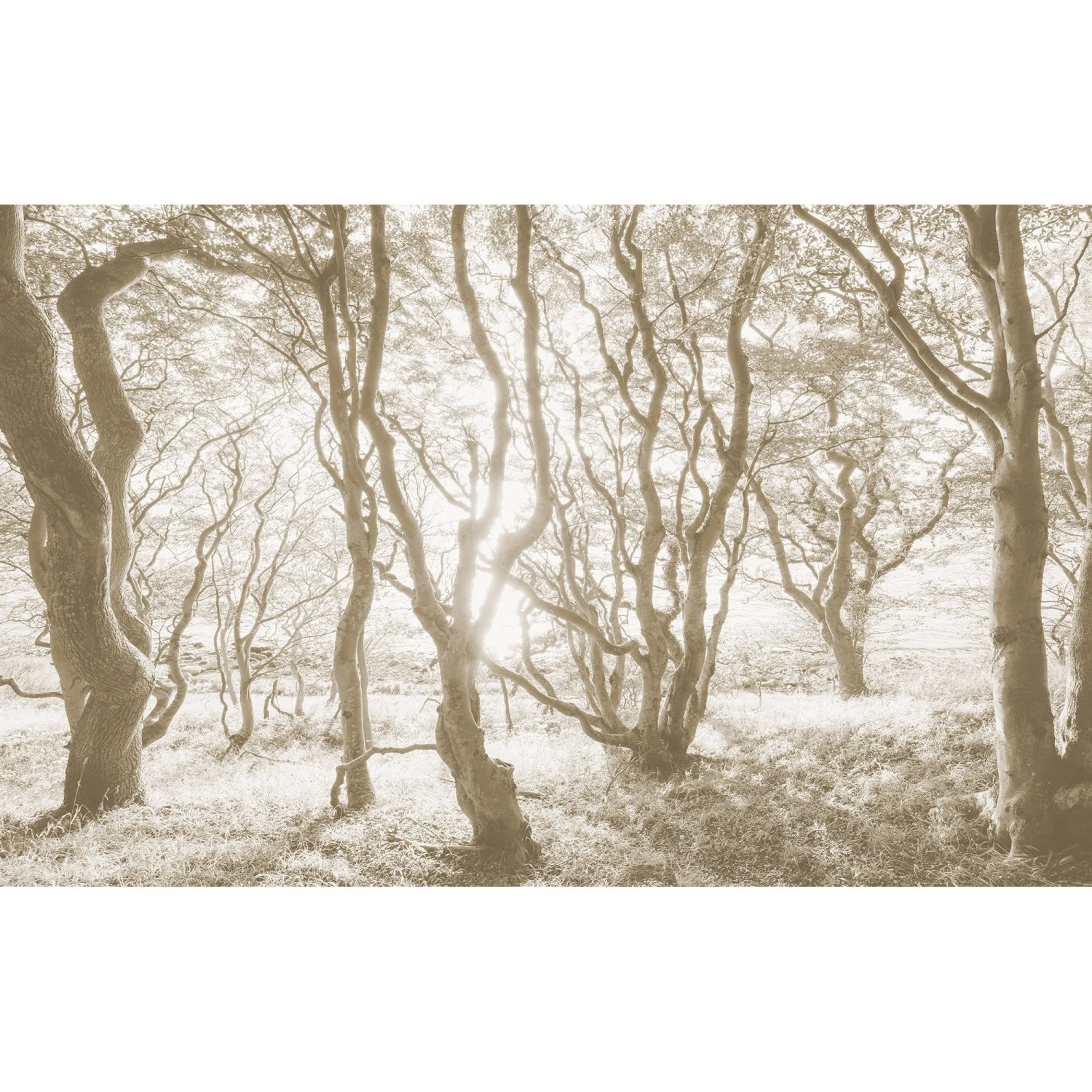 E-shop Komar Vliesová fototapeta Bleached Birch, 400 x 250 cm