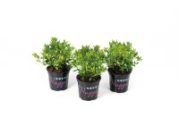 Rododendron drobnokvetý (Rhododendron micranthum) 