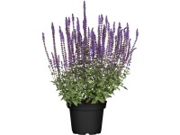 Šalvia hájna, fialová, Ø kvetináča cca 13 cm, Salvia