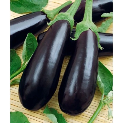 Moravoseed Semienka Baklažán Nero