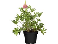 GROW by OBI Lupina (Lupinus), pr. kvetináča cca 13 cm