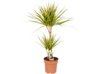 GROW by OBI Dracéna 