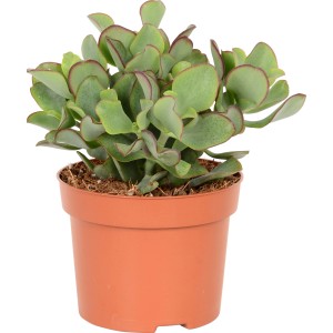 Tučnolist vajcovitý 'Magic' (Crassula ovata) v kvetináči, nenáročná sukulentná rastlina so zelenými listami a červenkastými okrajmi.