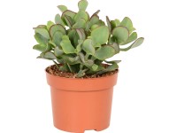 Tučnolist vajcovitý 