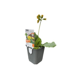 Žltá záhradná prvosienka Cabrillo v kvetináči, cca 9 cm. Primula do záhonov a balkónov.