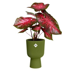 Kvetináč Elho Vibes Fold Coupe, Ø 14 cm, zelený, s rastlinou. Rebrovaný dizajn, ideálny pre vnútorné použitie.