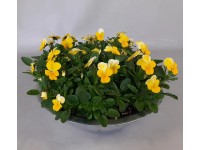 Violka rohatá (Viola cornuta) v zink.kv., rôzne farby, 15 cm, pr. kv. cca 29 cm