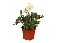 GROW by OBI Čemerica čierna (Helleborus niger) 