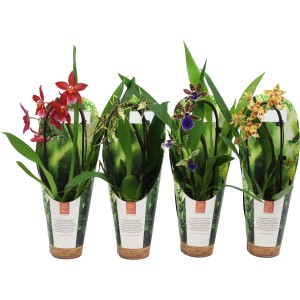 Rôznofarebné orchidey Cambria v kvetináčoch, rôzne farby. Dekoratívne izbové rastliny.