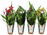 Orchidea Cambria 1 výhonok triedená výška cca 35 - 50 cm priemer cca 9 cm