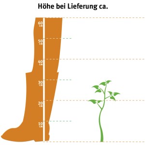 Ilustrácia: OBI Tuja západná Whipcord, výška pri dodaní cca 20-30 cm.