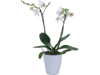 Orchidea Phalaenopsis priemer12 cm biela 2 výhonky v keramickom črepníku