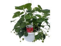 Naturfreund Jahodník veľkoplodý (Fragaria ananassa) v záves.kvet., pr. 9,5 cm Naturfreund Jahodník veľkoplodý (Fragaria ananassa) v záves.kvet., pr. 9,5 cm