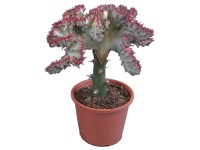 Kaktus Lactea priemer kvetináča cca 8,5 cm