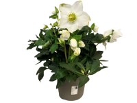 Čemerica čierna (Helleborus niger) 