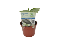 Uhorka šalátová (Cucumis sativus), pr. kv. 12 cm