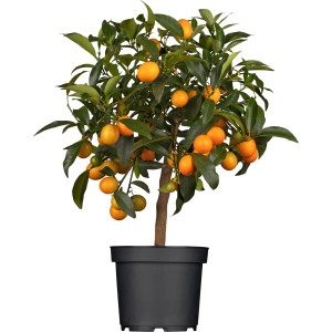 OBI Citrus Mix strom v kvetináči, cca 20 cm. Kvitnúca črepníková rastlina s oranžovými plodmi.