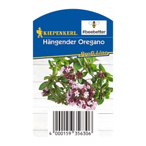 Kiepenkerl visiace oregano v kvetináči, aromatická kuchynská bylina s fialovými kvetmi.