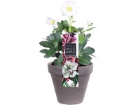 Čemerica čierna (Helleborus niger) v čadičovom kvetináči, pr. 12 cm