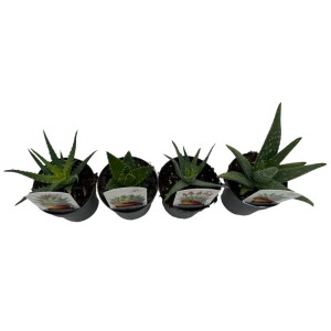 CZ-Flora Aloe pravá (Aloe Vera) rôzne druhy pr. cca 10,5 cm, 1 ks