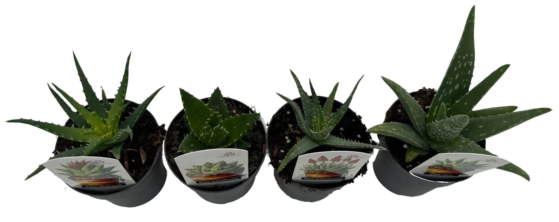 kappus aloe vera seife Seife aloe vera  Duftseife  handgeschpfte Seifen