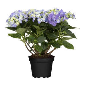 Modrá hortenzia (Hydrangea Macrophylla) v kvetináči, výška cca 45 cm.