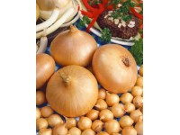 GardenSeed Premium Cibuľa sadzačka Štutgarstká 300 g