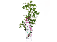 Plamienok (Clematis hybride) 