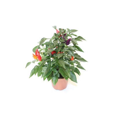 Okrasná paprika Capsicum, kvetináč pr. cca 9 cm