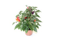 Okrasná paprika Capsicum, kvetináč pr. cca 9 cm
