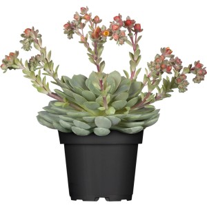 Echeveria chihuahuaensis v kvetináči, cca 9 cm, s kvetnými stonkami. Atraktívny sukulent.