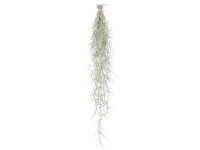 Tilandsia dĺžka cca 50 cm Tillandsia usneoides