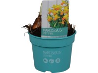 Narcis 