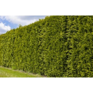 Hustý, zelený Smaragd tuja (Thuja occ.) ako živý plot v záhrade, sada 30 rastlín.