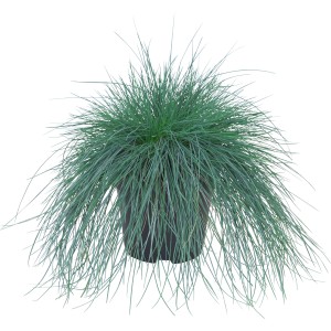 Kostrava sivá Intense Blue GROW by OBI v kvetináči, okrasná tráva s modrastými steblami.