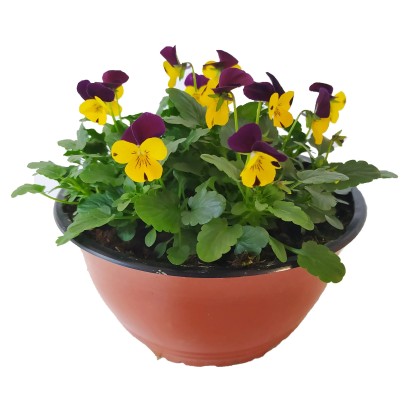 Sirôtky vysadené v miske o pr. 19 cm