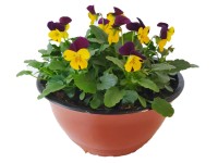 Sirôtky vysadené v miske o pr. 19 cm