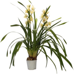 Orchidea Cymbidium so svetložltými kvetmi v kvetináči, výška cca 50-75 cm.