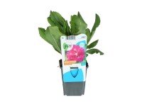 OBI Prvosienka ružová priemer kvetináča cca 9 cm Primula rosea