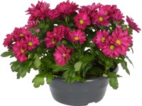 OBI Chryzantémy v miske fialová priemer kvetináča cca 23 cm Chrysanthemum