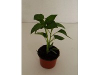 Paprika sladká (Capsicum annuum) 