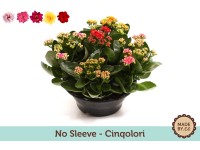 Royal Lemkes Kalopejka vďačná (Kalanchoe blossfeldiana) pr. cca 23 cm