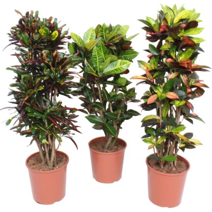 Krotón (Codiaeum variegatum), rôzne druhy, priemer cca 30 x 130 - 145 cm