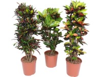 Krotón (Codiaeum variegatum), rôzne druhy, priemer cca 30 x 130 - 145 cm