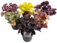 Grow by OBI Dlžicha Grow by OBI Dlžicha