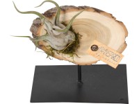 Aranžmán s tilandsiami na odrezku zo stromu priemer kvetináča cca 14 cm